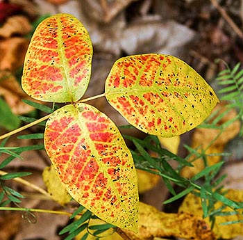 poison ivy in fall