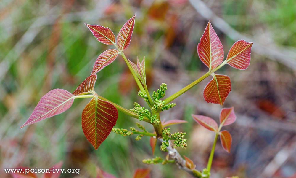 Learning How to Identify Eastern Poison Ivy 4 poison ivy in spring
