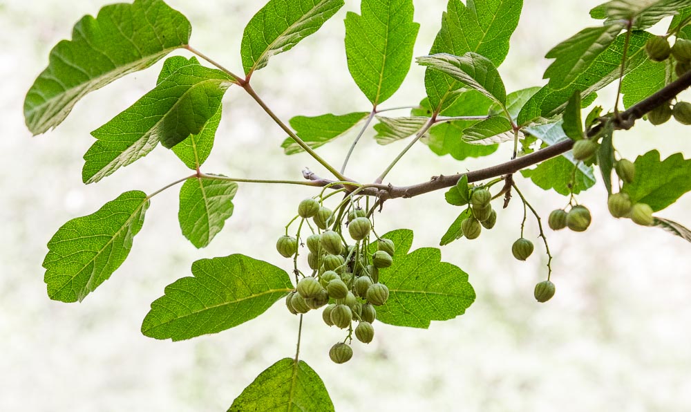 Pacific poison oak