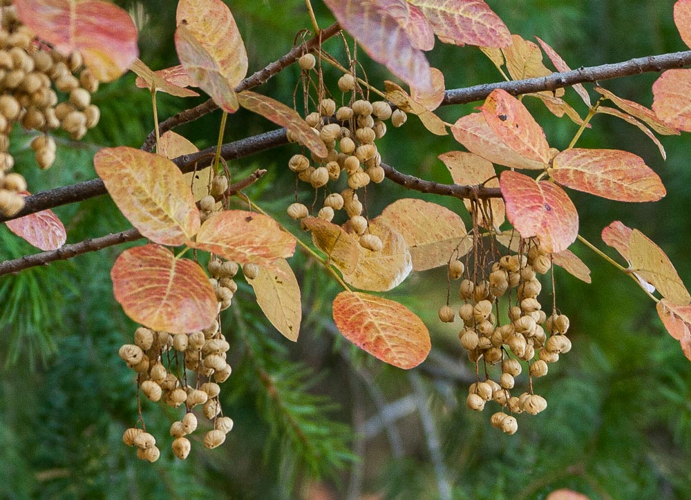 Pacific poison oak