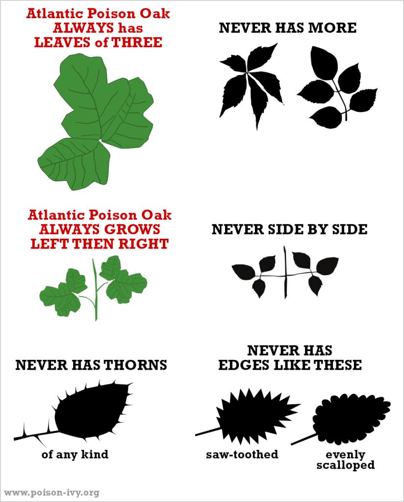 Atlantic Poison Oak 10 atlantic poison oak always-never chart