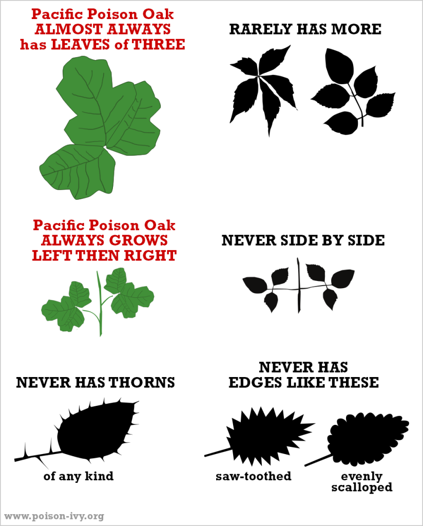 California Poison Oak 26 Pacific poison oak always-never chart