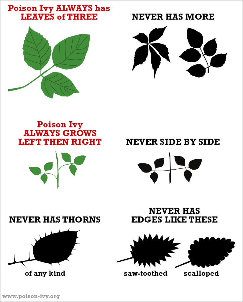 poison ivy always never chart