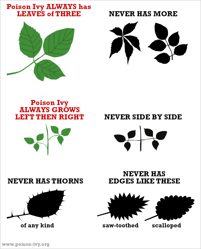 Western Poison Ivy 15 poison ivy always never chart