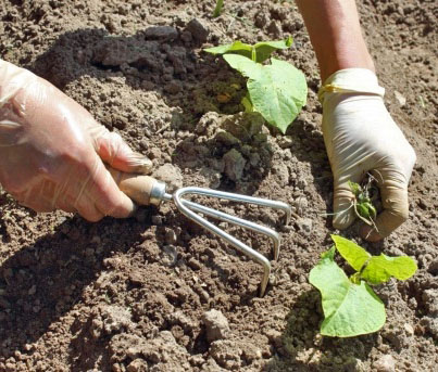 gardening-hands