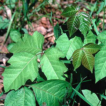 poison-ivy-leaves