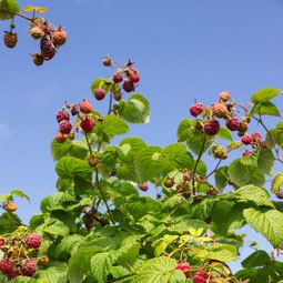 raspberries