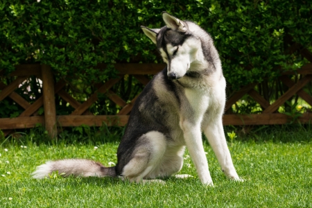 husky-dog