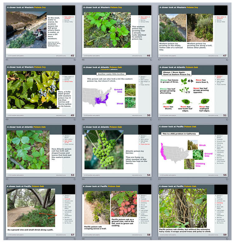 Powerpoint Download 2 150 slide poison ivy powerpoint