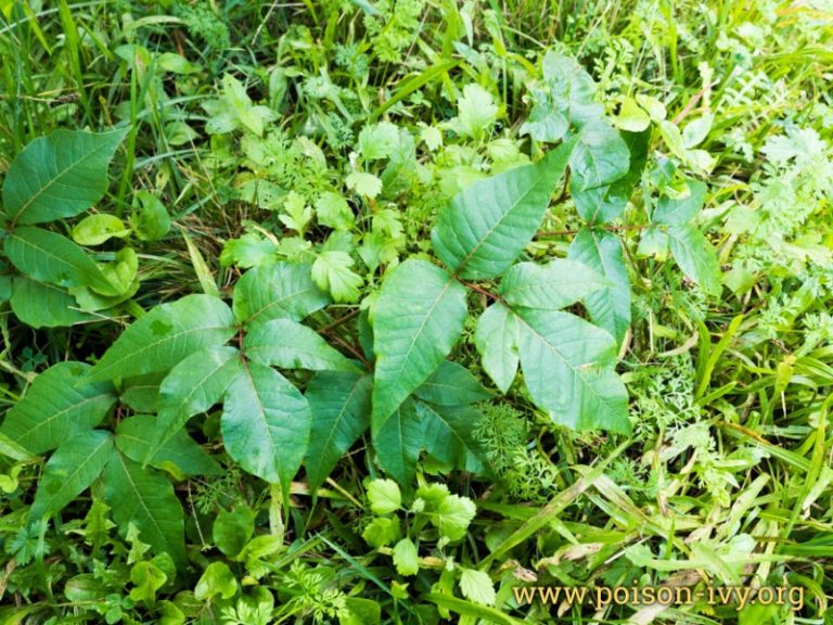 5 leaf poison ivy