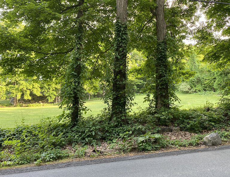 Roadside poison ivy pillars