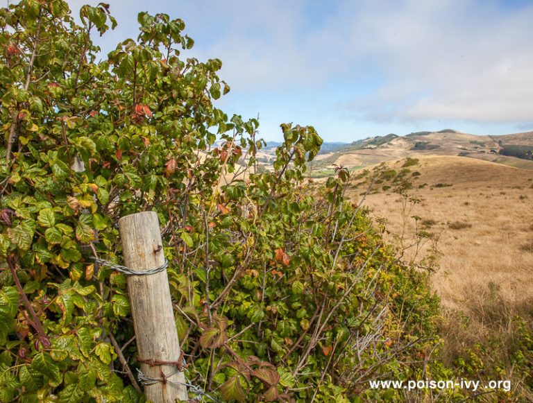 California Poison Oak