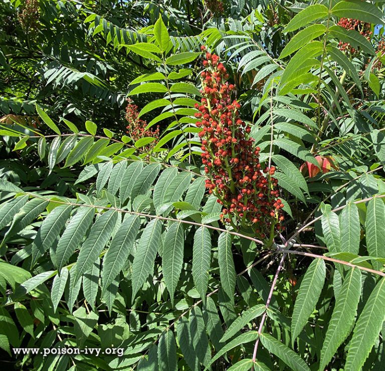 Staghorn Sumac