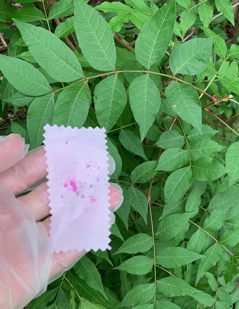 poison sumac with SeeLeaf test