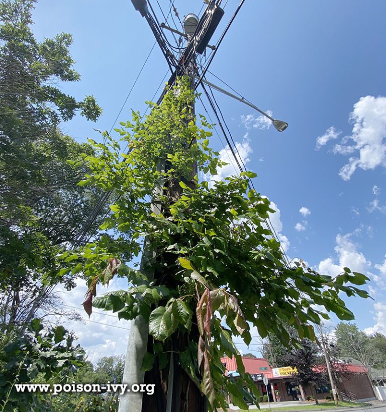 poison ivy utility pole