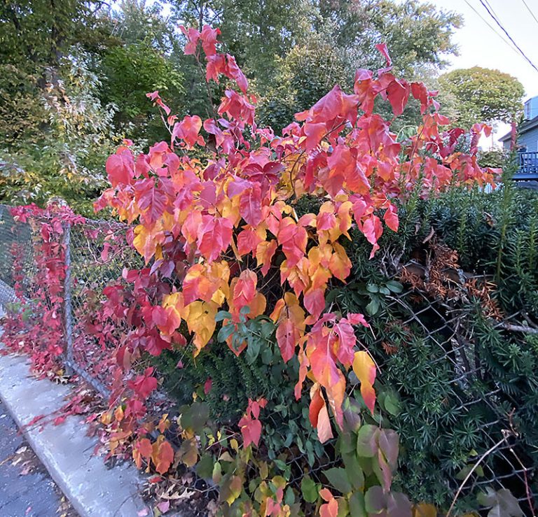 fall poison ivy foliage