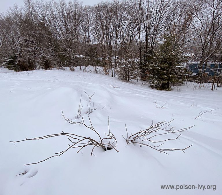 winter poison ivy