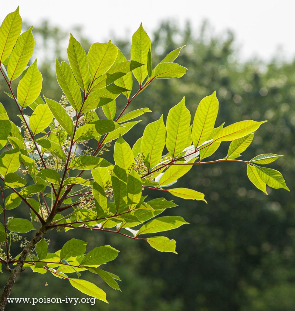 poison sumac leaves and flowers