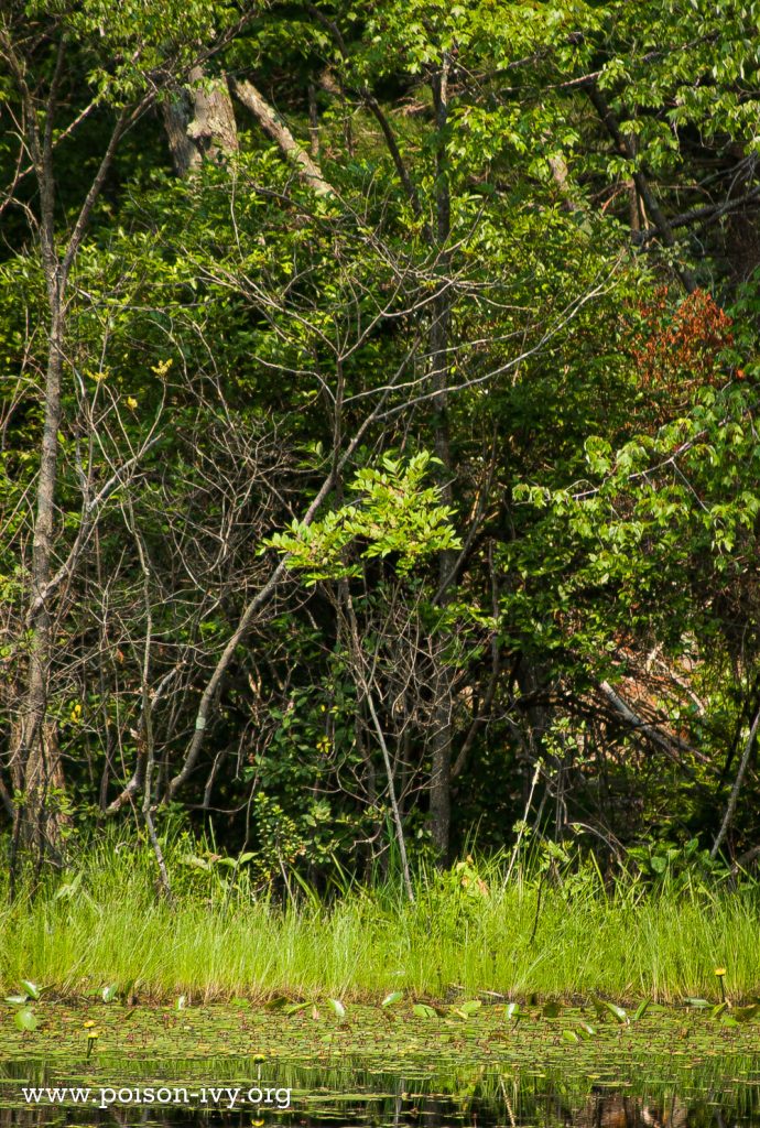 Poison Sumac 1 poison sumac at pond edge