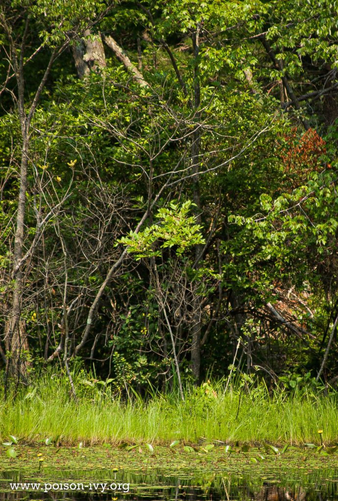 poison sumac at pond edge