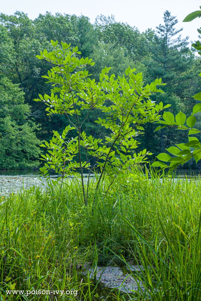 poison sumac at pond edge