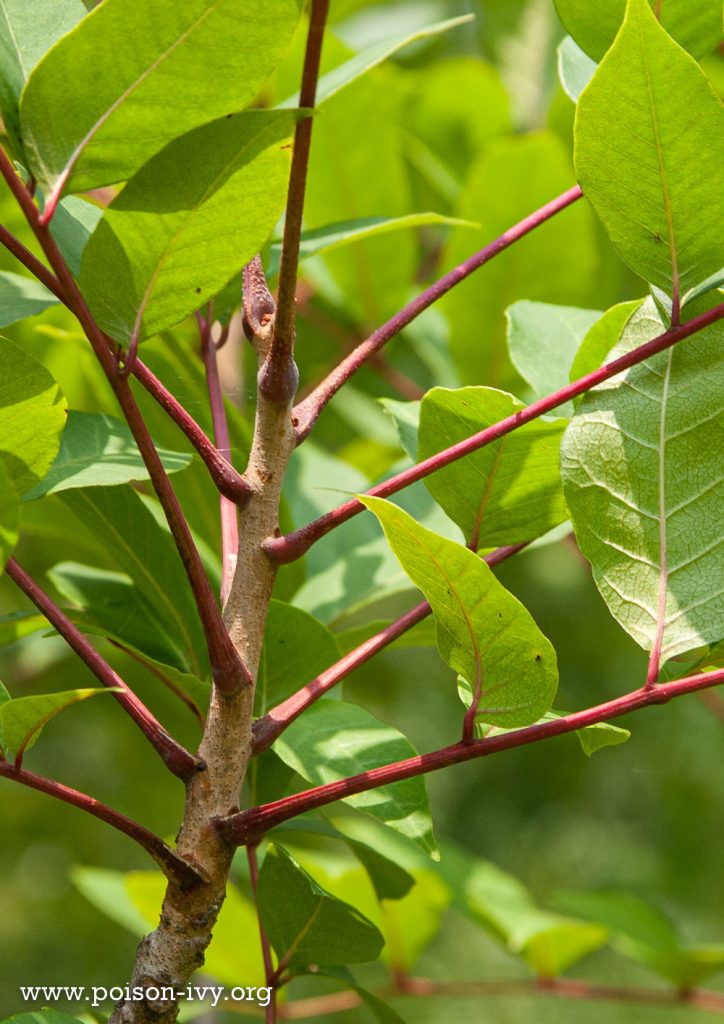 Florida Poison Ivy preserving-your-health-sumac-onions