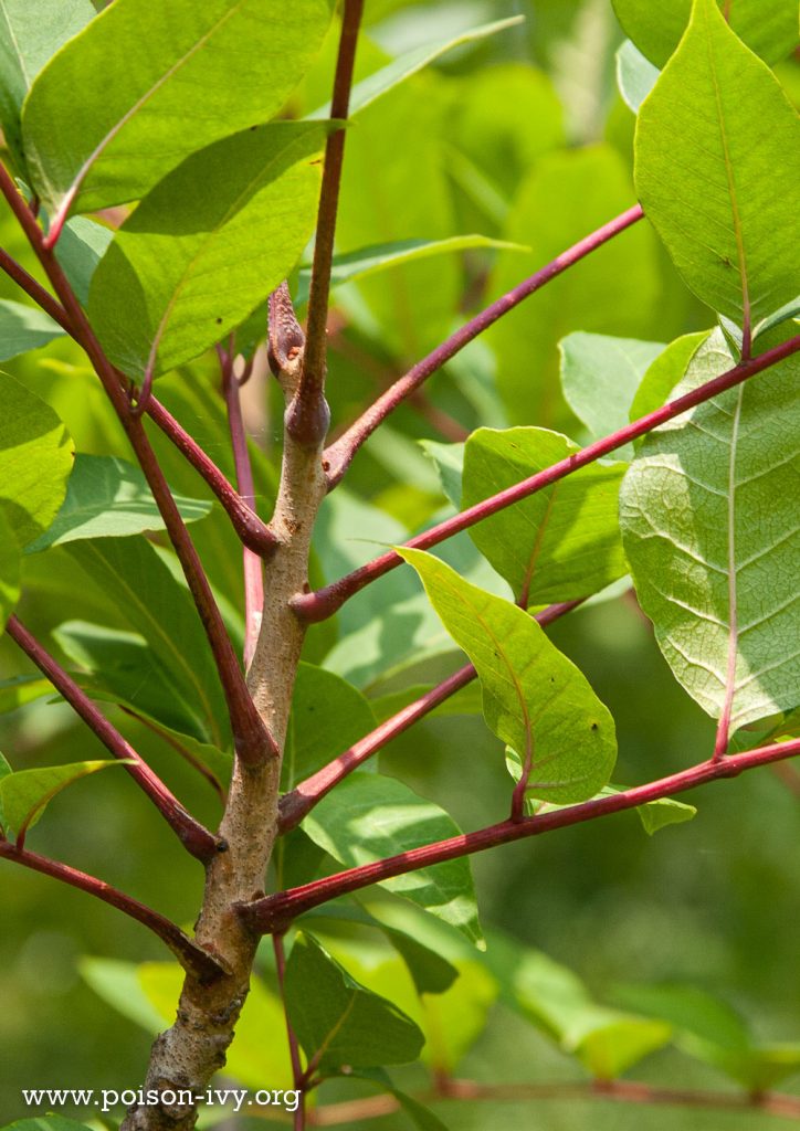 close up of red poison sumac leaf branches