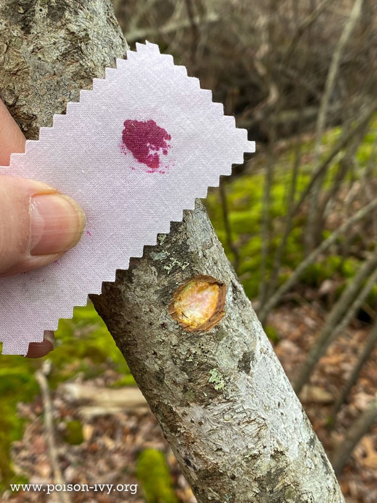 poison sumac with test kit