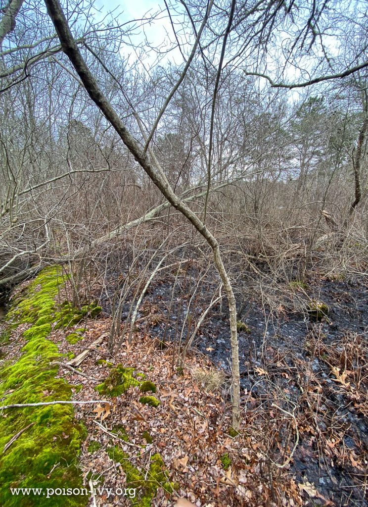 poison sumac in winter