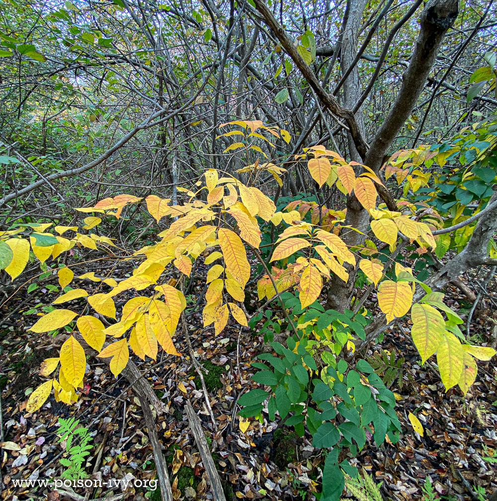 poison sumac in fall