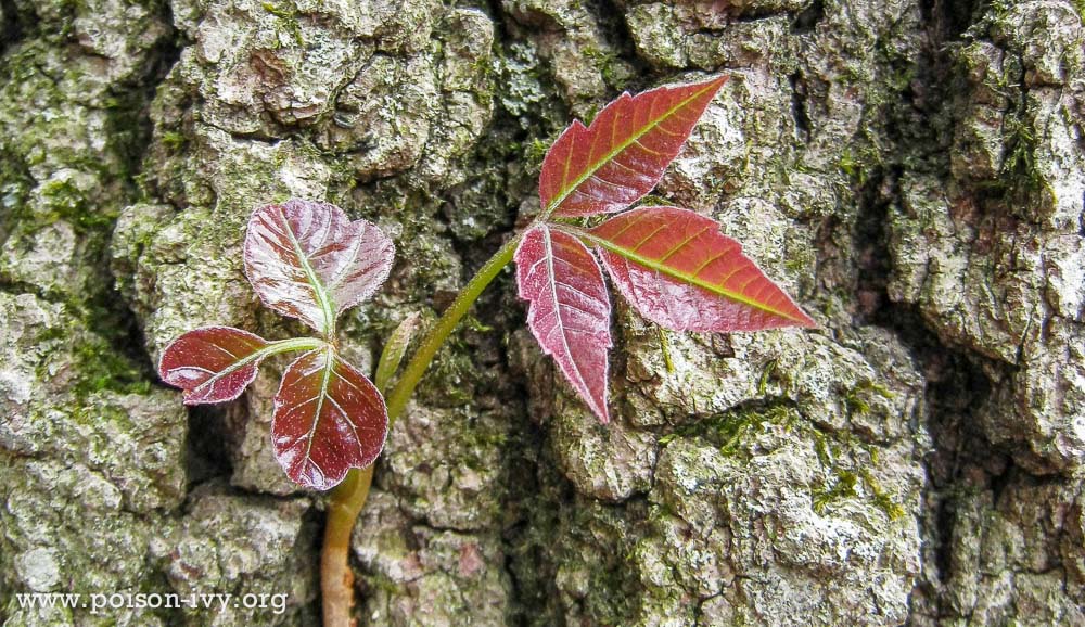poison ivy in spring