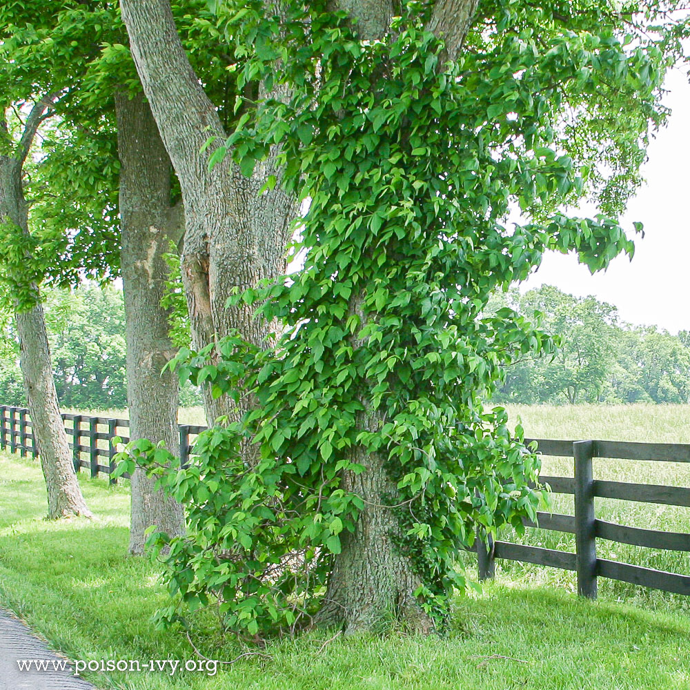 poison ivy climbing vine