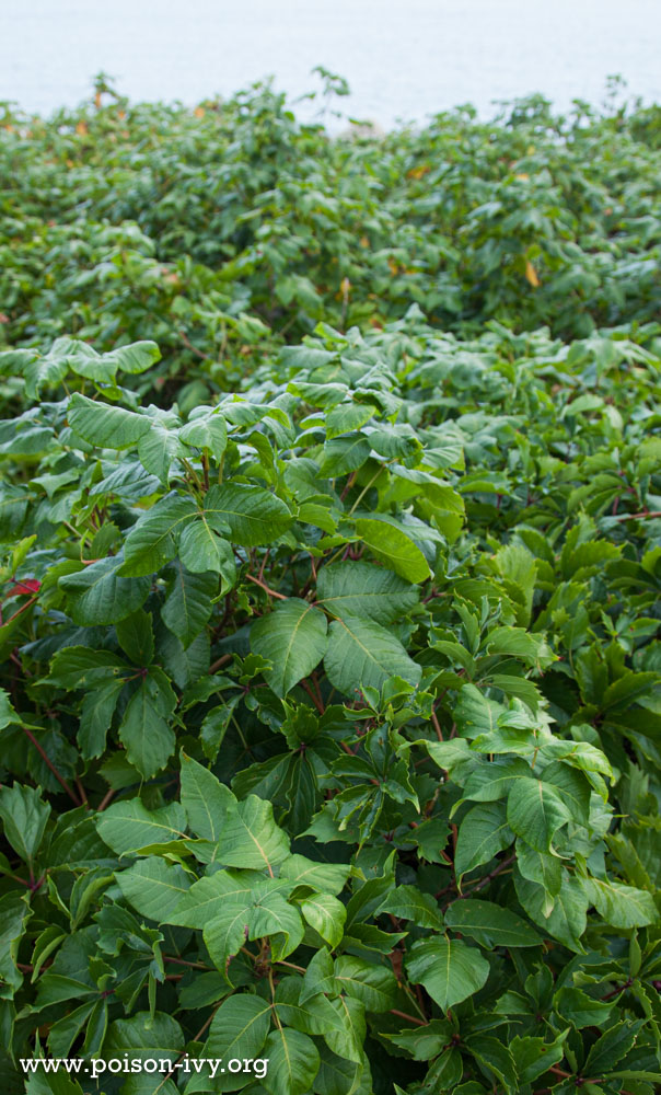 Eastern Poison Ivy Shrub Gallery 1 seaside poison ivy barrier