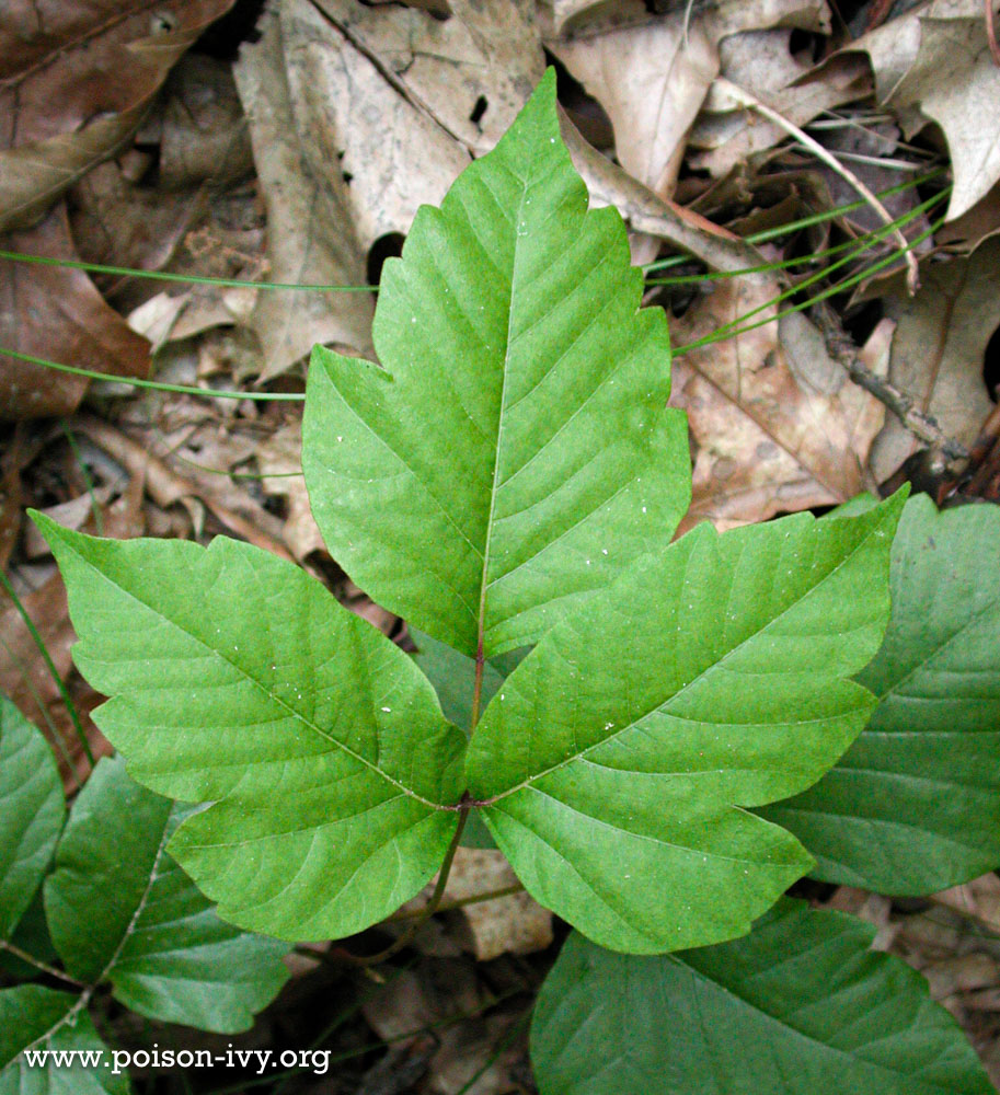 Learning How to Identify Eastern Poison Ivy 5 poison ivy
