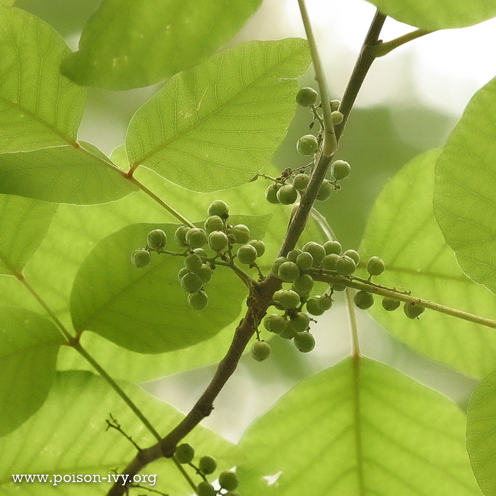 poison ivy berries