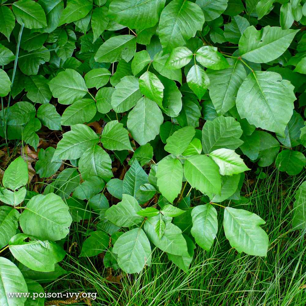 poison ivy ground cover