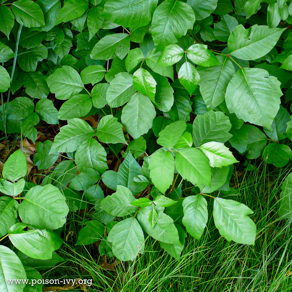 Learning How to Identify Eastern Poison Ivy 2 poison ivy ground cover