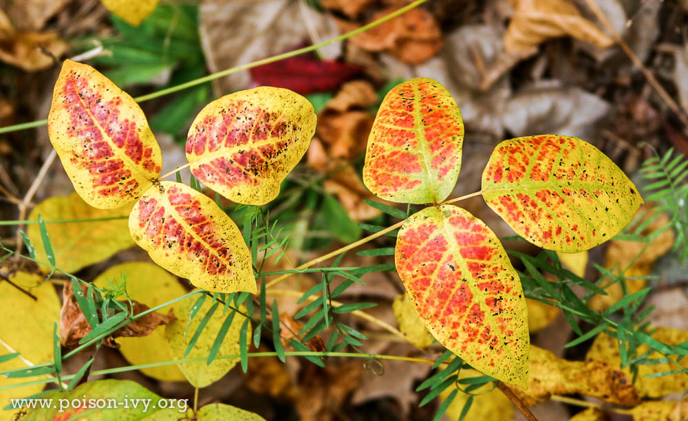 Learning How to Identify Eastern Poison Ivy 7 poison ivy in fall