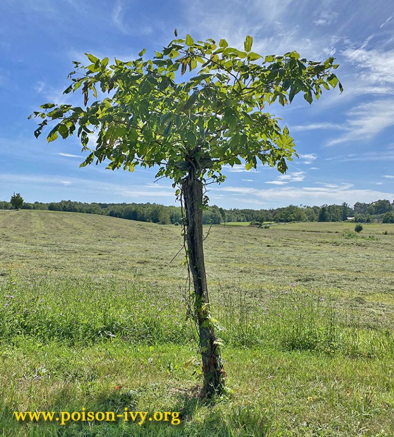 poison ivy fencepost