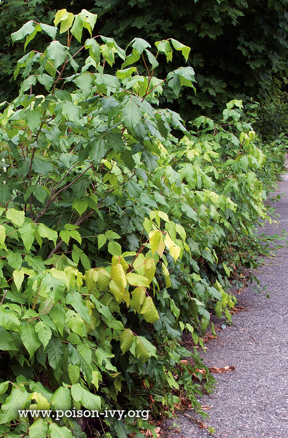 Eastern Poison Ivy Shrub Gallery 2 poison ivy hedge