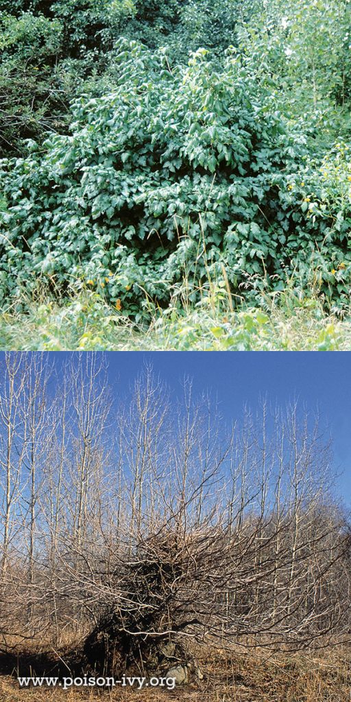 poison ivy shrub winter-summer
