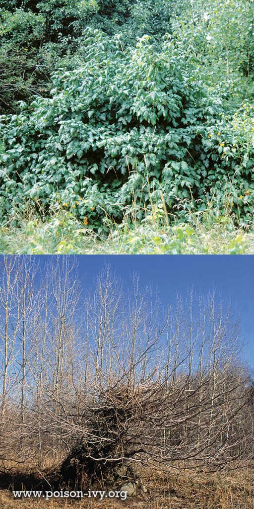 Eastern Poison Ivy Shrub Gallery 3 poison ivy shrub winter-summer
