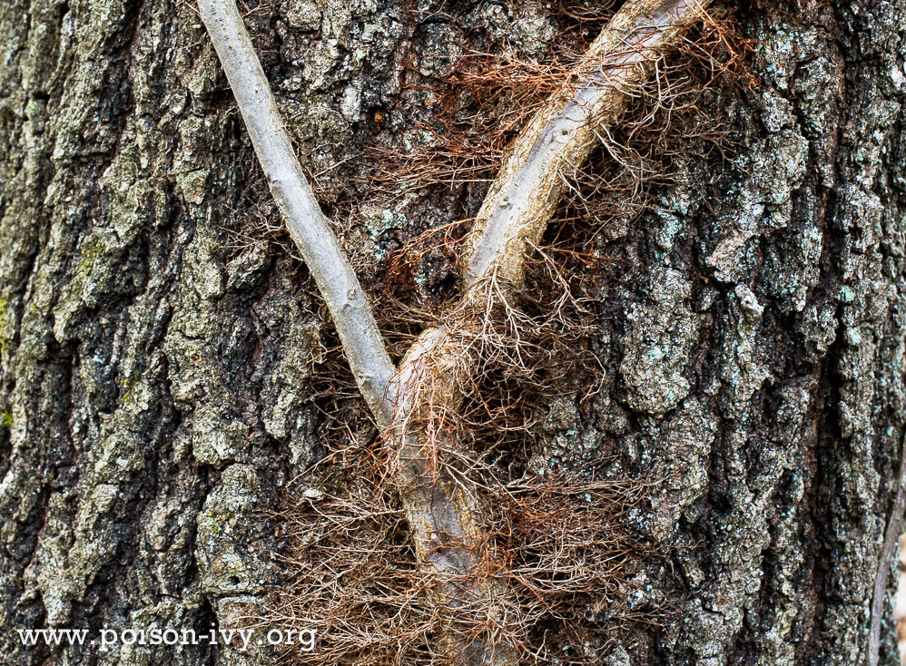 Learning How to Identify Eastern Poison Ivy 8 poison ivy in winter