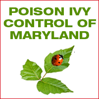 Poison Ivy Control of Maryland
