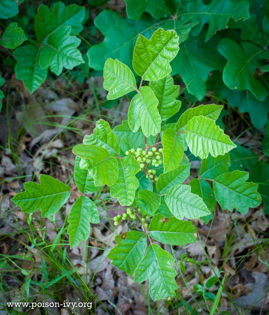 Atlantic poison oak with berries