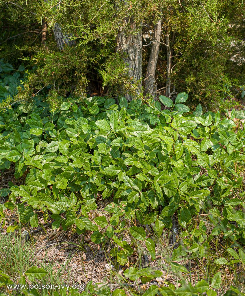 Atlantic Poison Oak 7 Atlantic poison oak under evergreen tree