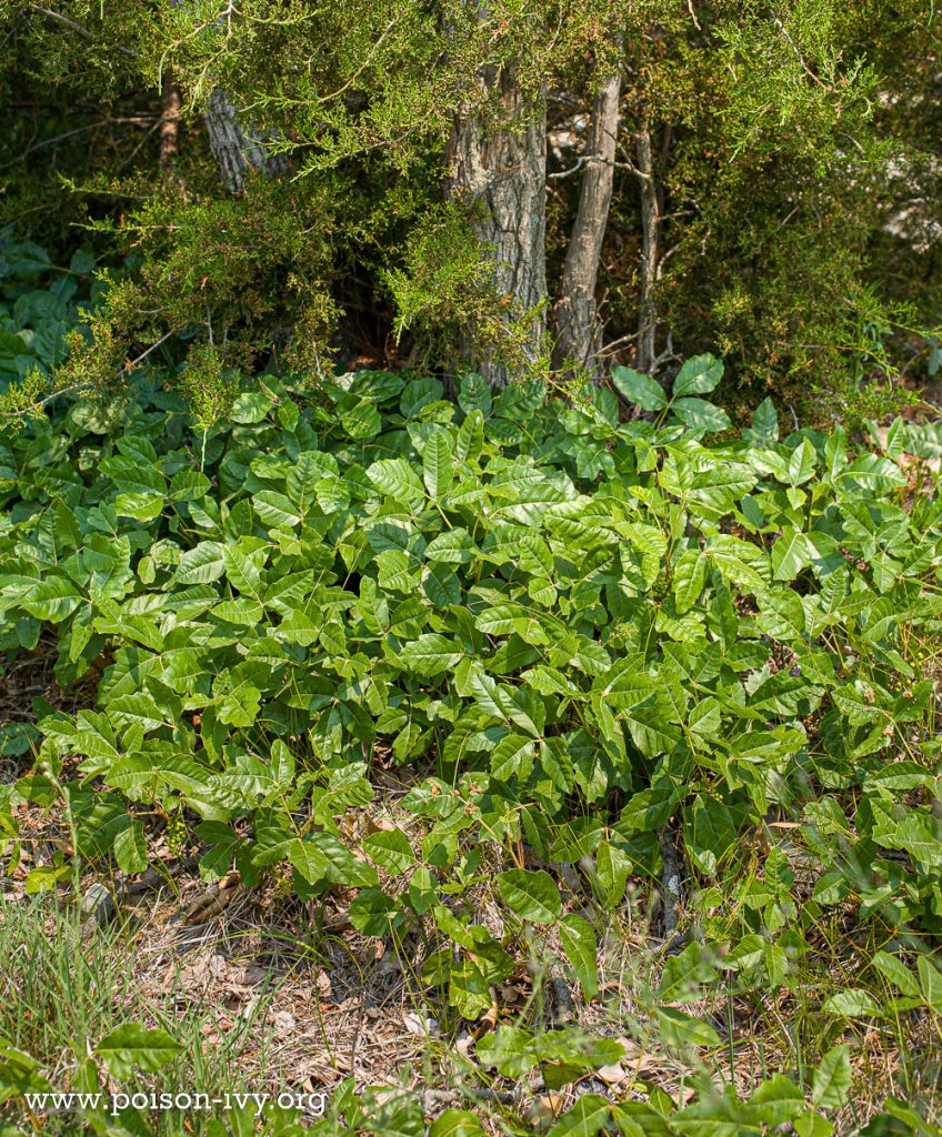 Atlantic poison oak under evergreen tree