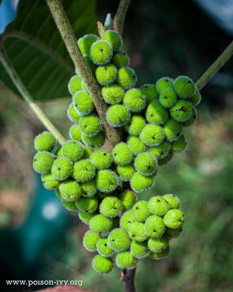 Atlantic poison oak berries