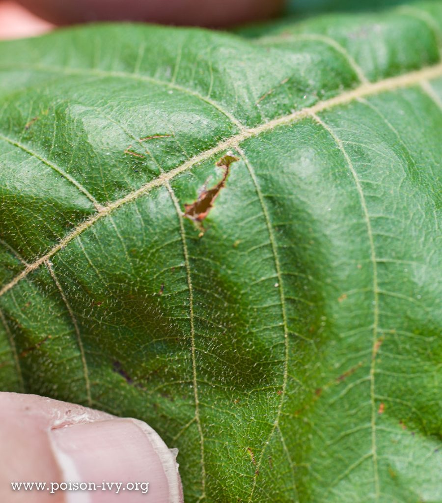 Atlantic poison oak leaf closeup