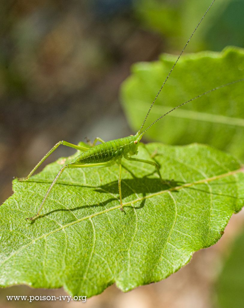 Atlantic poison oak with insect